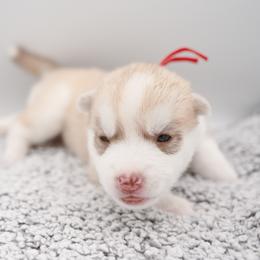 Calvera - Red and white male Siberian Husky puppy in Meadow Vista, California from Thistle Hill Siberians