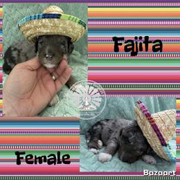 Fajita - Blue merle female Bernedoodle puppy in Godwin, North Carolina from Farm Sweet Farm Doodles
