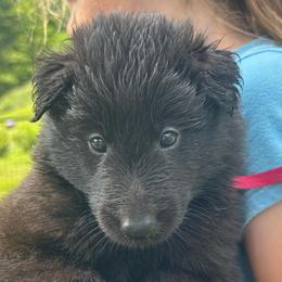Coral (Pink) - Black female Belgian Sheepdog puppy in Franklin, West Virginia from Wildmour K9