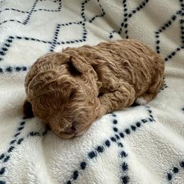 Teddy - Apricot male Goldendoodle puppy in New Britain, Connecticut from Goldendoodles Yorkiepoo Stars CT