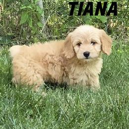 Girl 4 - Cream female Goldendoodle puppy in Milford, Michigan from Servant Kennel