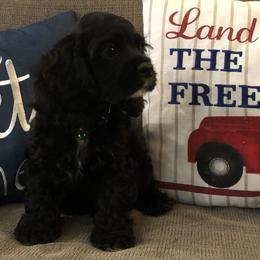 Cocker Spaniel Puppies from Anastasia Knight's Cocker Spaniels