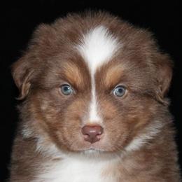 Cupid - Red tri-color male Australian Shepherd puppy in Colorado Springs, Colorado from Rocky Mountain Aussies