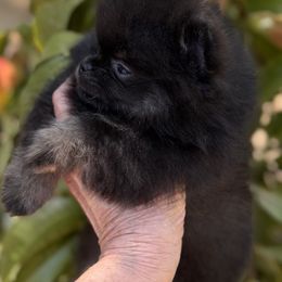 Corvette - Black and tan male Pomeranian puppy in Sacramento, California from M-J’s AKC Breeder of Merit of Show Pomeranians
