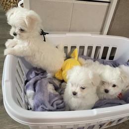 Maltese Puppies from B&O Maltese