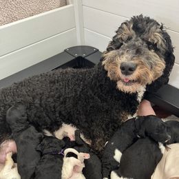 Goldendoodle Puppies from Summer Sun Doodles