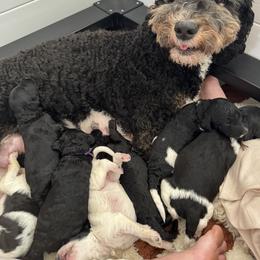 Goldendoodle Puppies from Summer Sun Doodles