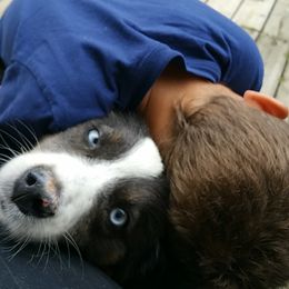 Australian Shepherd Puppies from Johnson Aussies