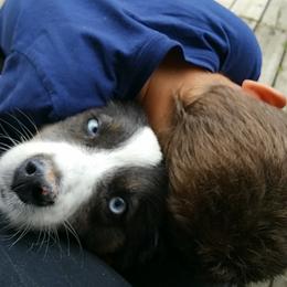 Australian Shepherd Puppies from Johnson Aussies