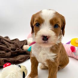Pink Girl - Red  female Goldendoodle puppy in Lafayette, Alabama from Sweethaven Kennels