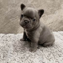 French Bulldog Puppies from Blue Lotus Frenchies