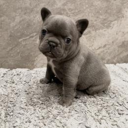 French Bulldog Puppies from Blue Lotus Frenchies