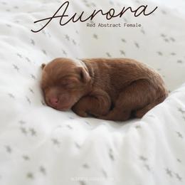 Aurora - Red  female Goldendoodle puppy in Vancouver, Washington from Blissful Doodles