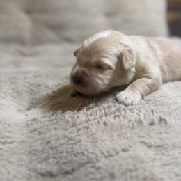 Boy 4-Lime - Golden male Golden Retriever puppy in North Pole, Alaska from Mulberry Retrievers