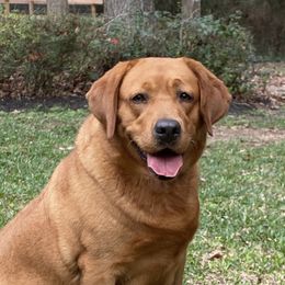 Autumn - Labrador Retriever