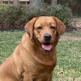 Autumn - Labrador Retriever