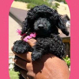 Girl 1 - female Poodle puppy in Ogden, Utah from Kotu Poodles