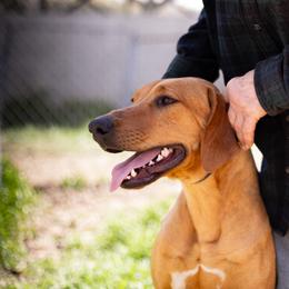 Girl 2 - Rd whtn brn nose female Rhodesian Ridgeback puppy in Fredonia, Wisconsin from Brondiki Ridgebacks