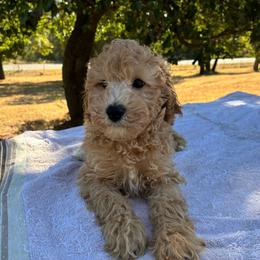 Walker F1B - Cream male Aussiedoodle puppy in Oklahoma City, Oklahoma from Foneb Farm - The F1B Farm