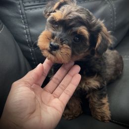 Rory - Black and tan male Yorkipoo puppy in Ocala, Florida from Top Notch Pupz
