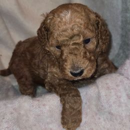 Cornelius - Red  male Poodle puppy in Statesboro, Georgia from Briar Creek Kennels