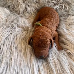 Justice - Red  female Poodle puppy in Osyka, Mississippi from Southern Sunshine Standards