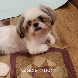 Gracie - Shih Tzu