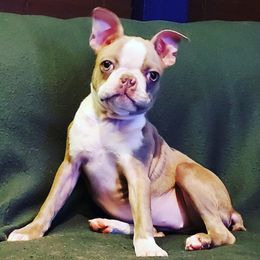 Boston Terrier Puppies from Rinehart Ranch