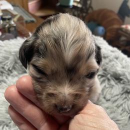 Boy 1 - Blue merle male Australian Shepherd puppy in Drumore, Pennsylvania from Susquehannock Aussies