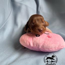 Lovie - Piebald female Dachshund puppy in East Dover, Vermont from Audet’s Mini Dachshunds