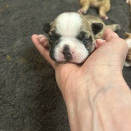 Berkley - Seal and white Boston Terrier puppy in Nottingham, New Hampshire from Brenda Wilber’s Bostons