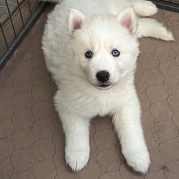 Siberian Husky Puppies from OAZS Pups