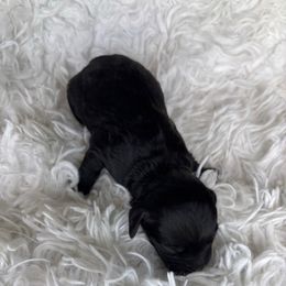 Velvet - Black female Cockapoo puppy in Tampa, Florida from Designer Puppy Boutique