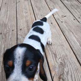 Huckleberry - Piebald male Dachshund puppy in Cedar Rapids, Iowa from Paulassillydogs