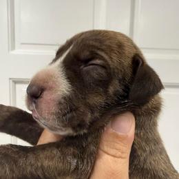 Amy Grant - Chocolate brindle female Great Dane puppy in Florida from Beachside Kennels