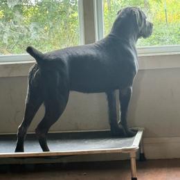 Red Collar - Gray female Cane Corso puppy in Paris, Texas from Knucklehead Cane Corso