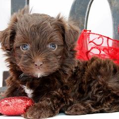 WILLUM - Brown male Russian Tsvetnaya Bolonka puppy in West Plains, Missouri from Must Be Frenchies & Crown Of Curls Bolonka