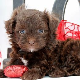 WILLUM - Brown male Russian Tsvetnaya Bolonka puppy in West Plains, Missouri from Must Be Frenchies & Crown Of Curls Bolonka