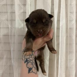 Yellow - Red and white female Siberian Husky puppy in Jonesborough, Tennessee from Dry Creek Siberians