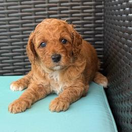 Girl 4( green collar) - Apricot female Goldendoodle puppy in Weston, Florida from Lucky's Poodle & Doodles