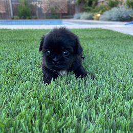 Dopey - Black and white female Shih Tzu puppy in Porterville, California from Moore Shih Tzus