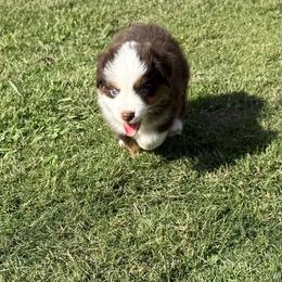 RMF8 - Red merle female Toy Australian Shepherd puppy in Pryor Creek, Oklahoma from DK’s Littles & Co