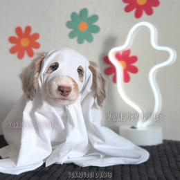 Scrappy-Doo - Dapple male Dachshund puppy in Chandler, Arizona from Vonaducci Doxies, LLC.
