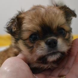 Chihuahua puppies from Roodhaus Chihuahuas