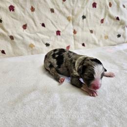 Chai - Blue merle female Toy Australian Shepherd puppy in Snowflake, Arizona from Halfpint Aussies