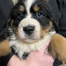 Bernese Mountain Dog Puppies from Humble Hearts Bernese