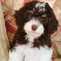 Rosie - Brown female Poodle puppy in Clarkston, Washington from Doodle & Poodle Palace