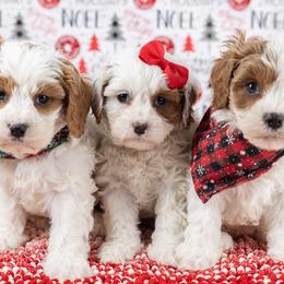 Cavapoo puppies from Marlene's Doodles