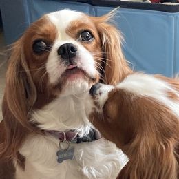 Cavalier King Charles Spaniel and Cavapoo Puppies from K&R Cavaliers