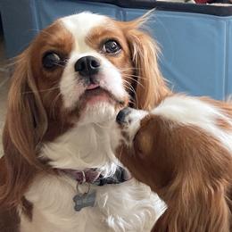 Cavalier King Charles Spaniel and Cavapoo Puppies from K&R Cavaliers